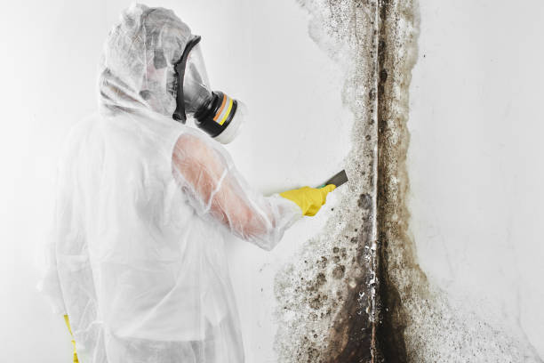 Best Commercial Mold Removal  in Marysville, PA