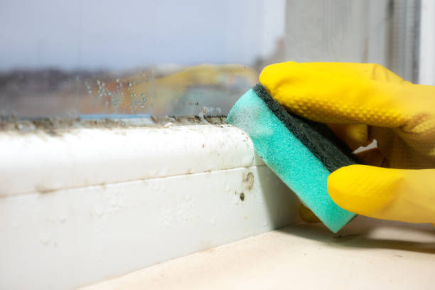 Best Fast Mold Removal  in Marysville, PA
