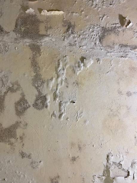 Best Mold Testing  in Marysville, PA