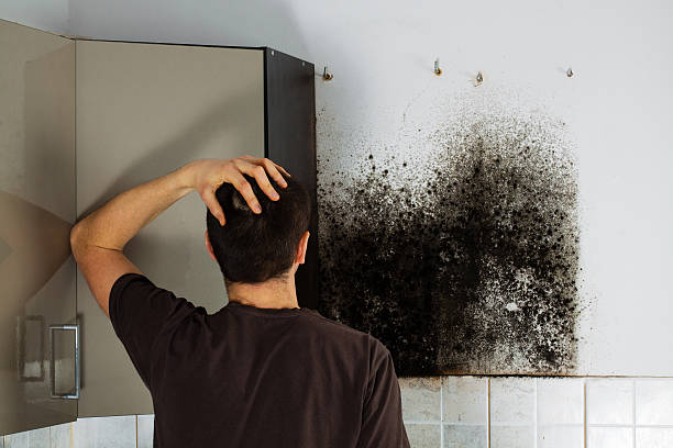 Best Mold Damage Repair  in Marysville, PA