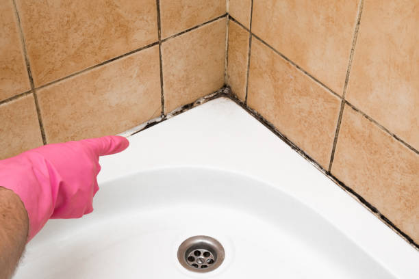 Best Black Mold Removal  in Marysville, PA